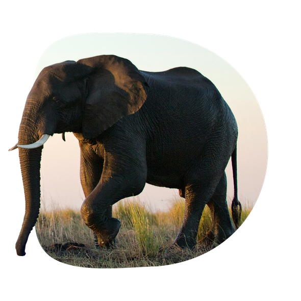 An elephant walking through a grassy field at the sanctuary