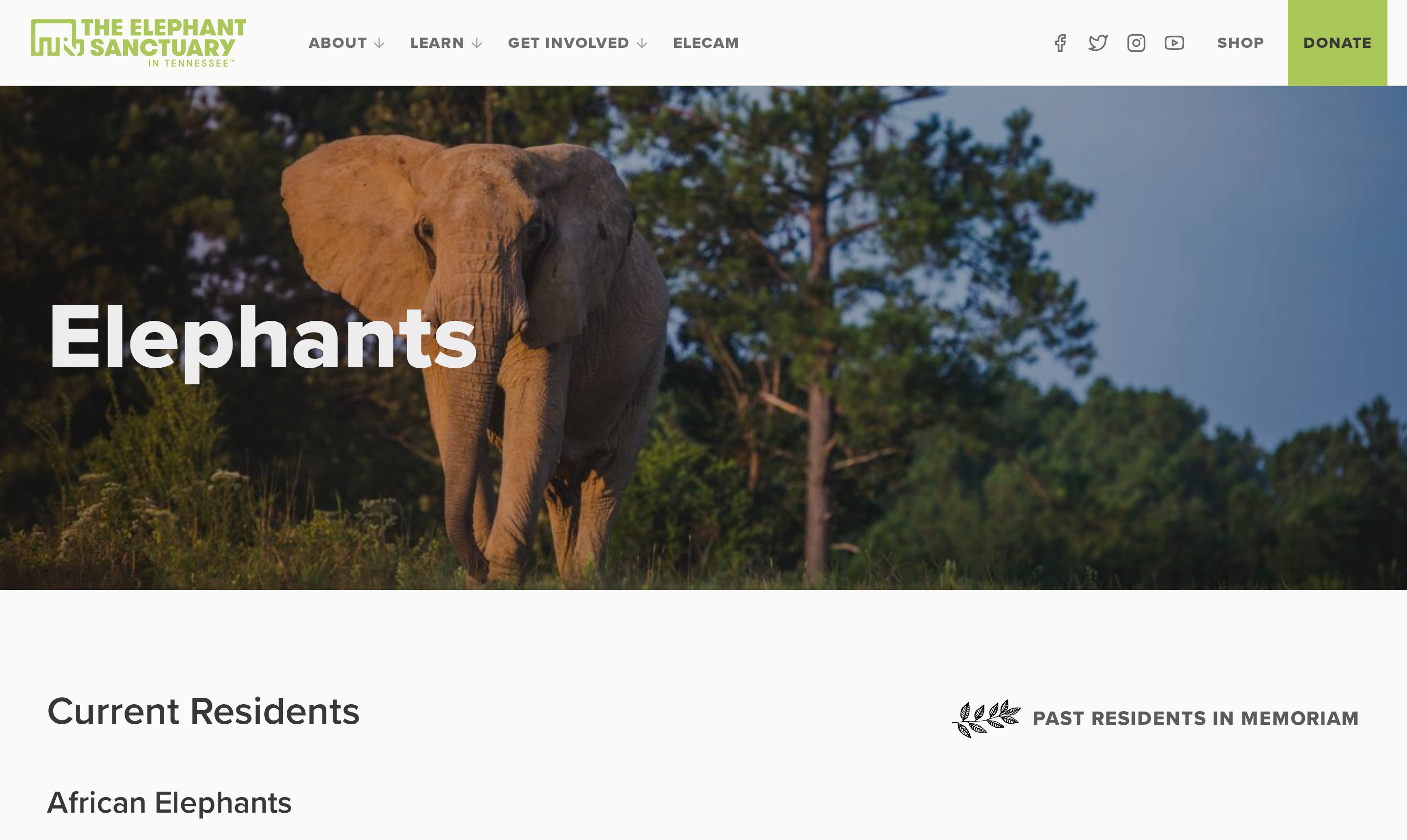 The Elephants page on the Sanctuary site: a full-bleed photograph of an African elephant with the word Elephants set over it, and Current Residents listed below
