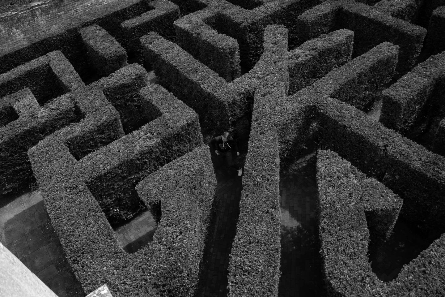 Aerial view of a person navigating a tall hedge maze