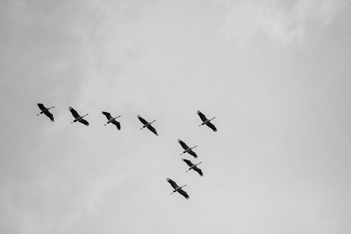 A flock of birds flying in formation against an overcast sky